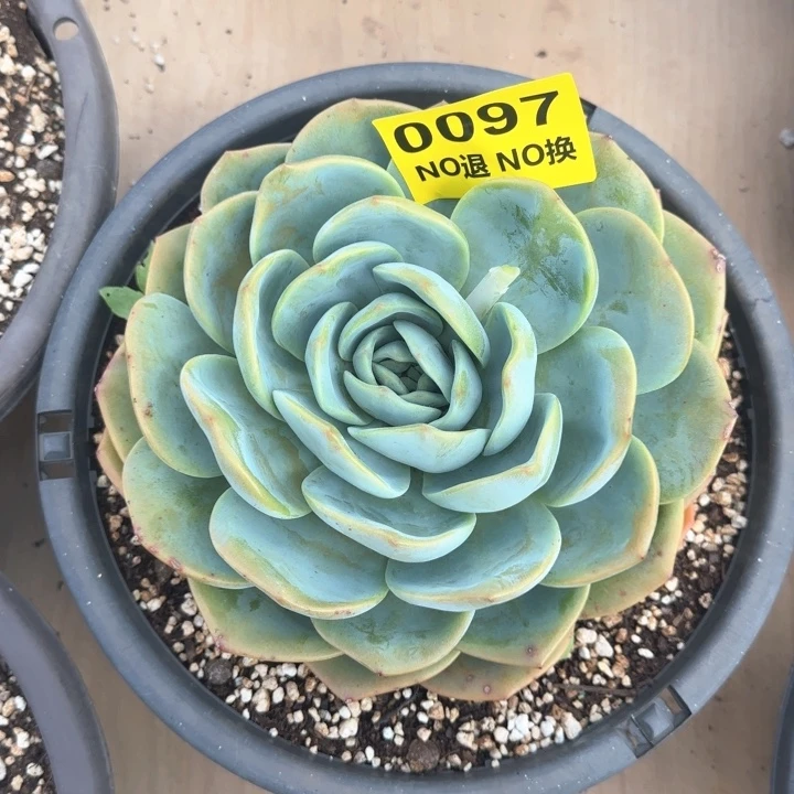 097宽叶大凤橙单头