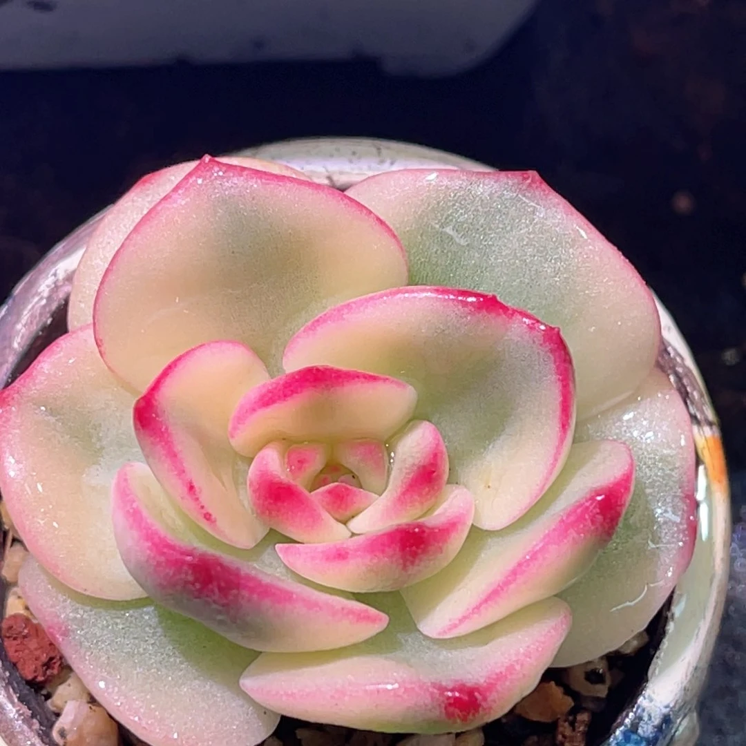 多肉特价三文鱼锦头盖