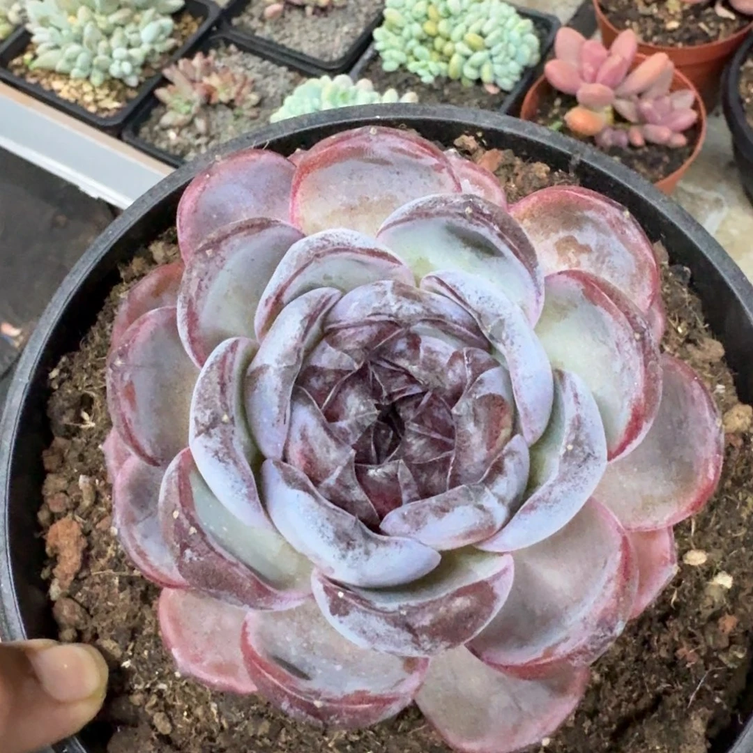 黑橙子 单头 一物一拍