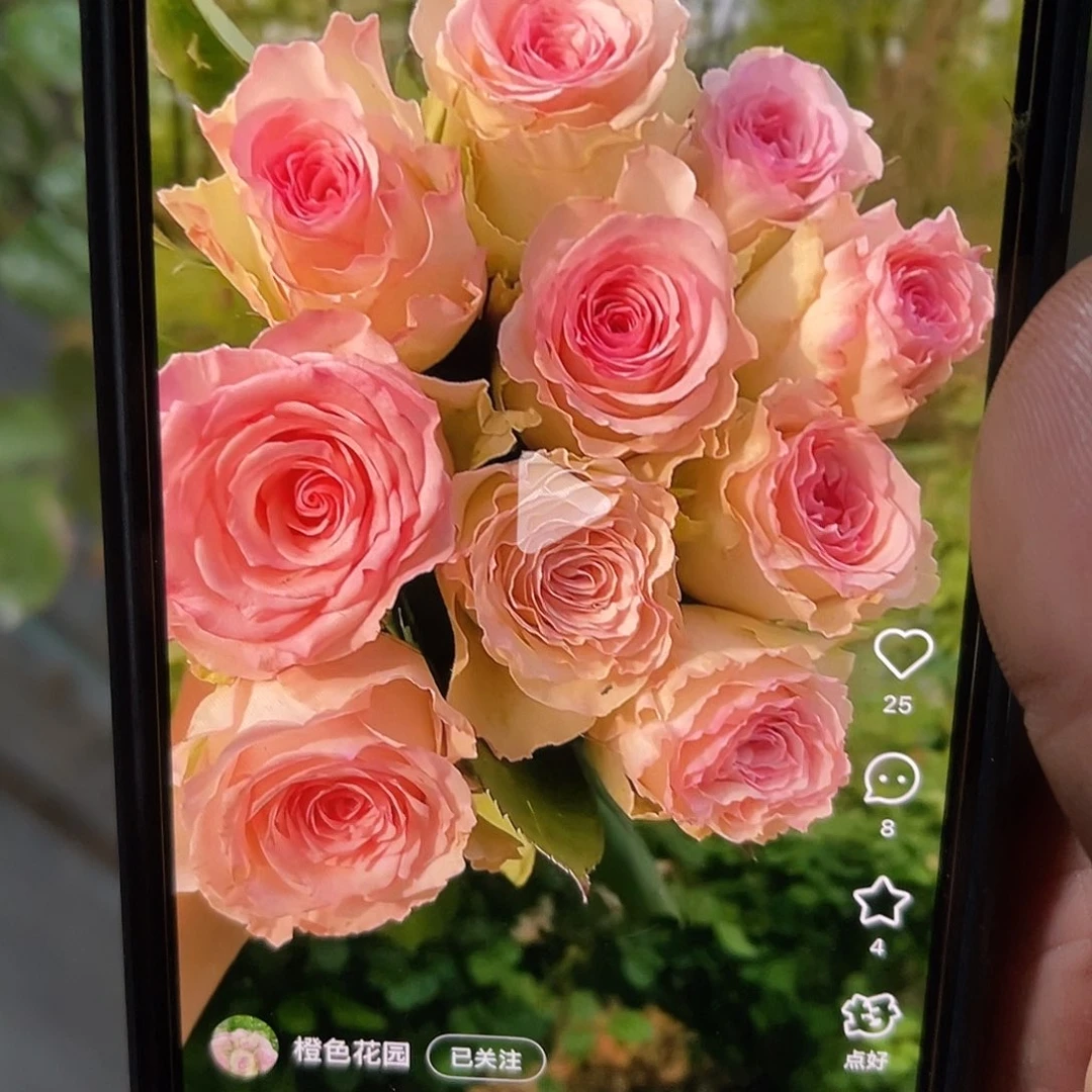 无花朵———-粉红气泡 福利款