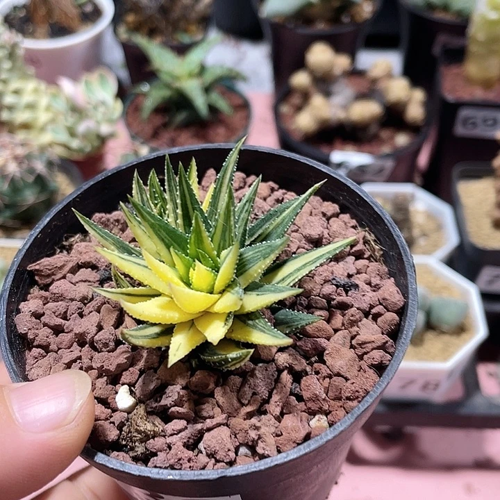 730硬叶鼓笛自然锦
