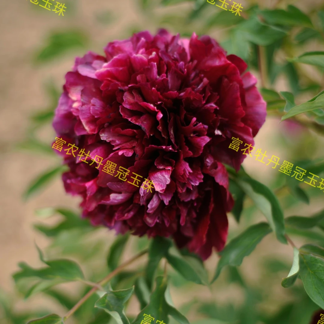 紫斑牡丹墨冠玉珠嫁接苗鲁冰花板栗树手指柠檬菲油果