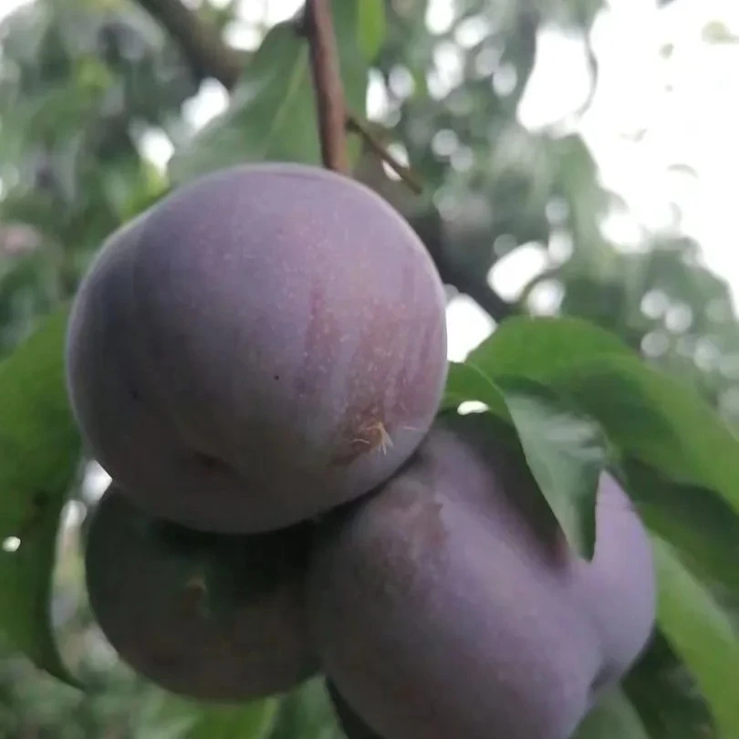 茂县红脆李脱骨李现摘现发