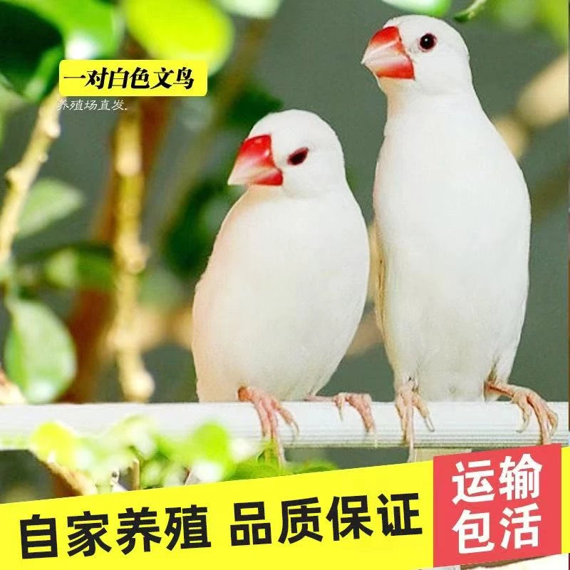 文鸟可爱活宠物白文灰文鸟全品特价活物可爱小鸟性格温顺送鸟粮