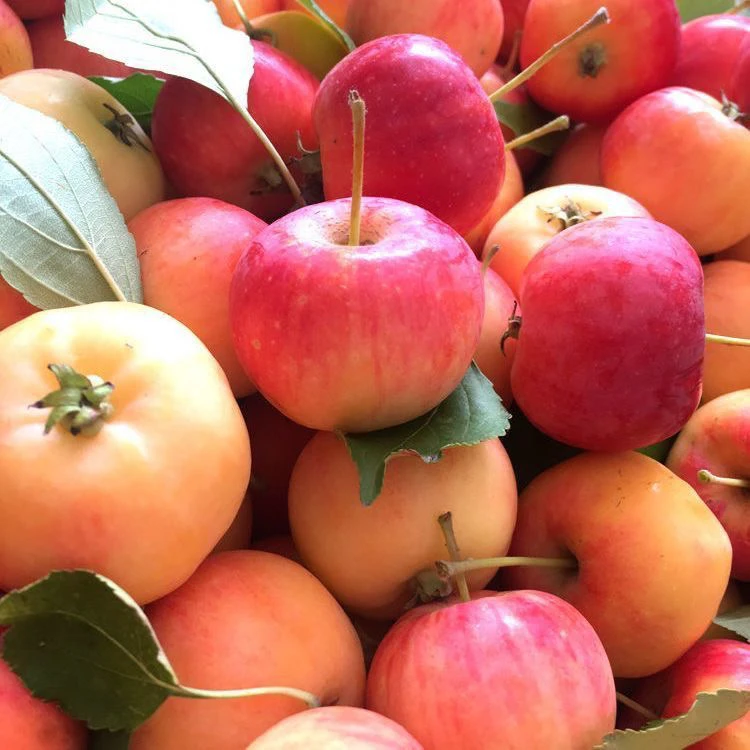 东北当季新鲜采摘沙果海棠果酸甜脆孕妇水果