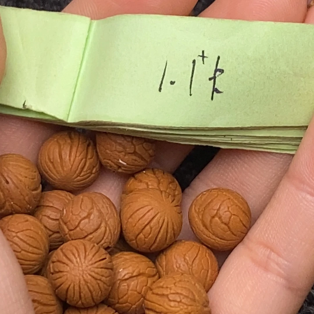 秦岭山脉龙纹桃核 27