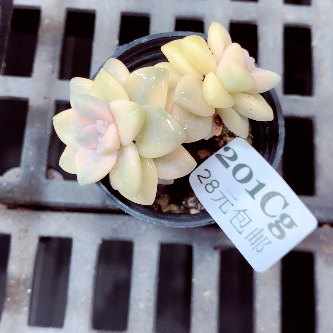 5厘米盆精控多肉201