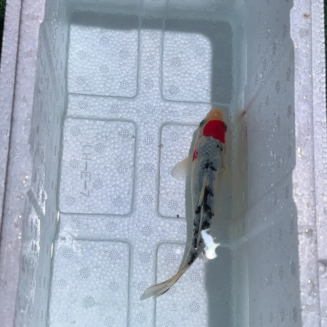 峰***舍锦鲤锦鲤 观赏鱼 锦鲤