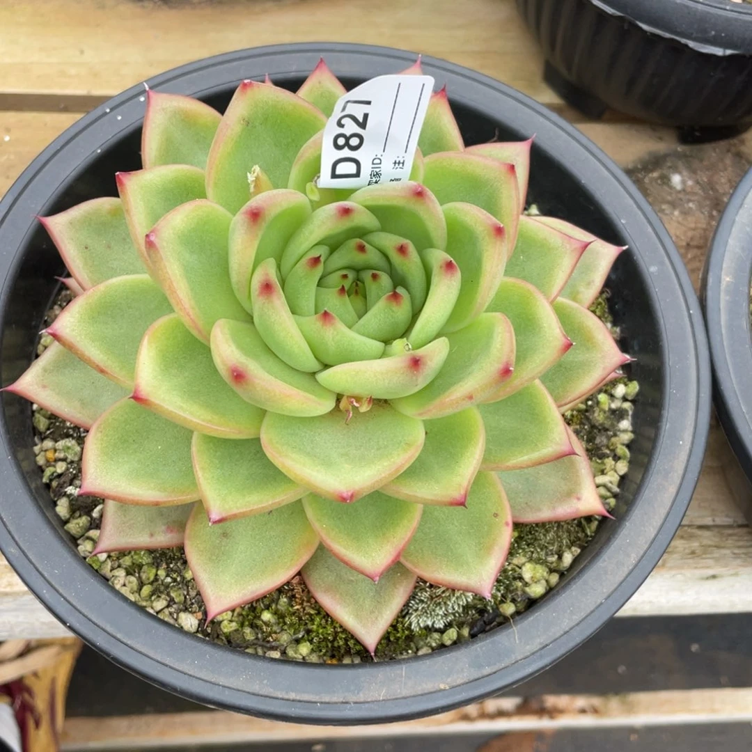 无花朵若如东云单拍D827