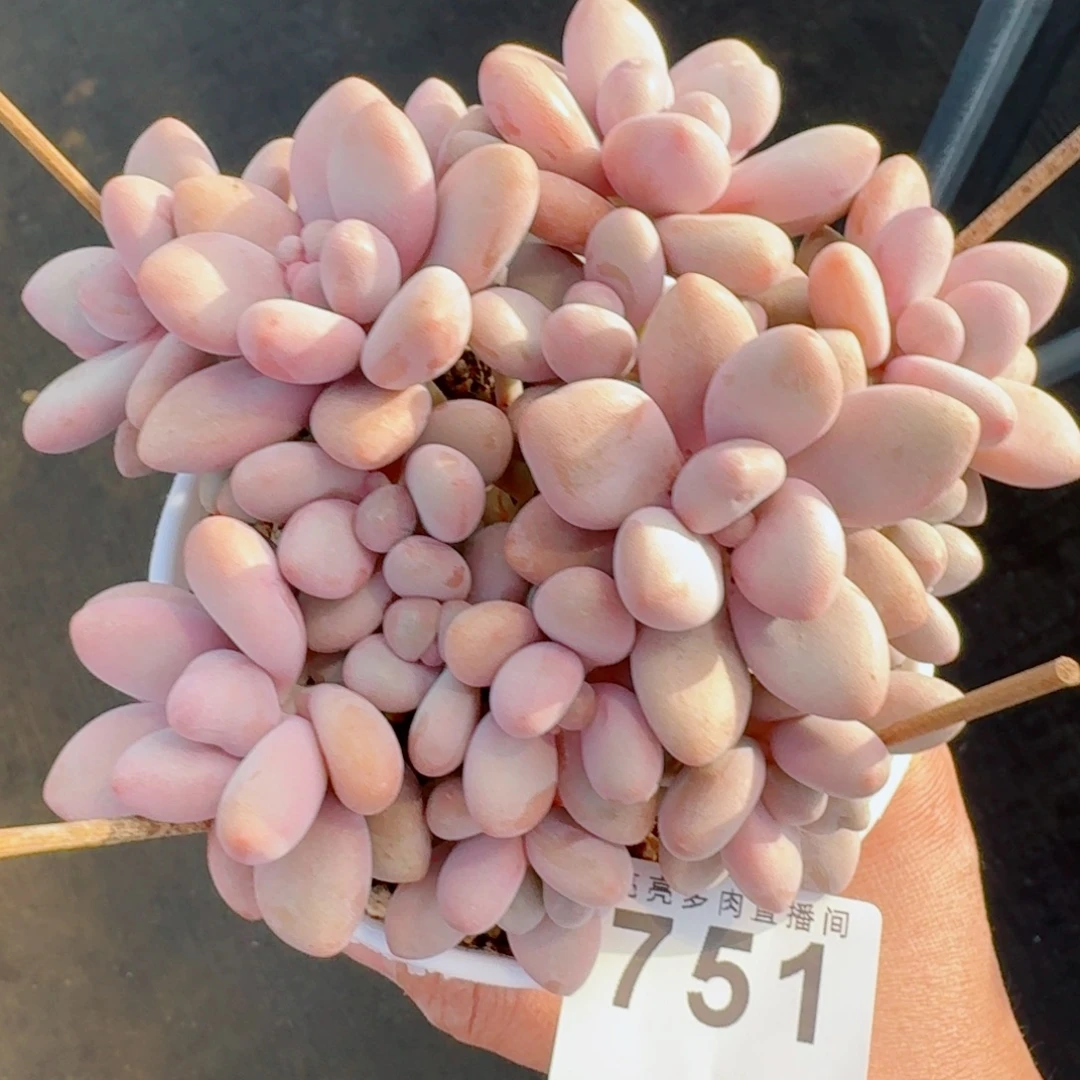 蜜多莉      愿你一路坦途，乘风破浪展宏图