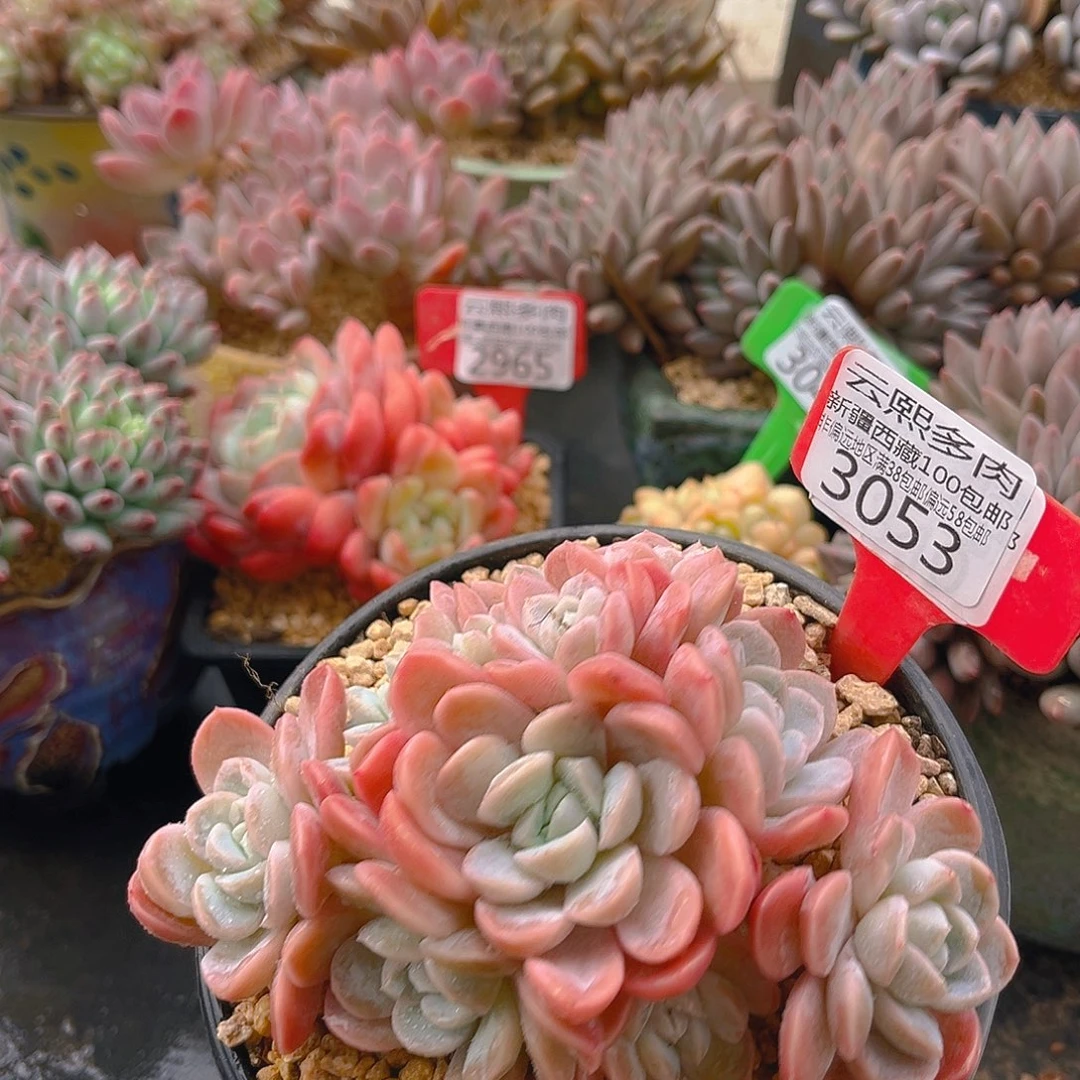 3053粉冰玉多肉植物