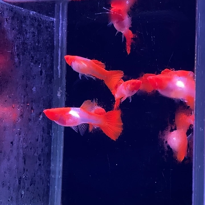 孔雀鱼玻璃红头5对