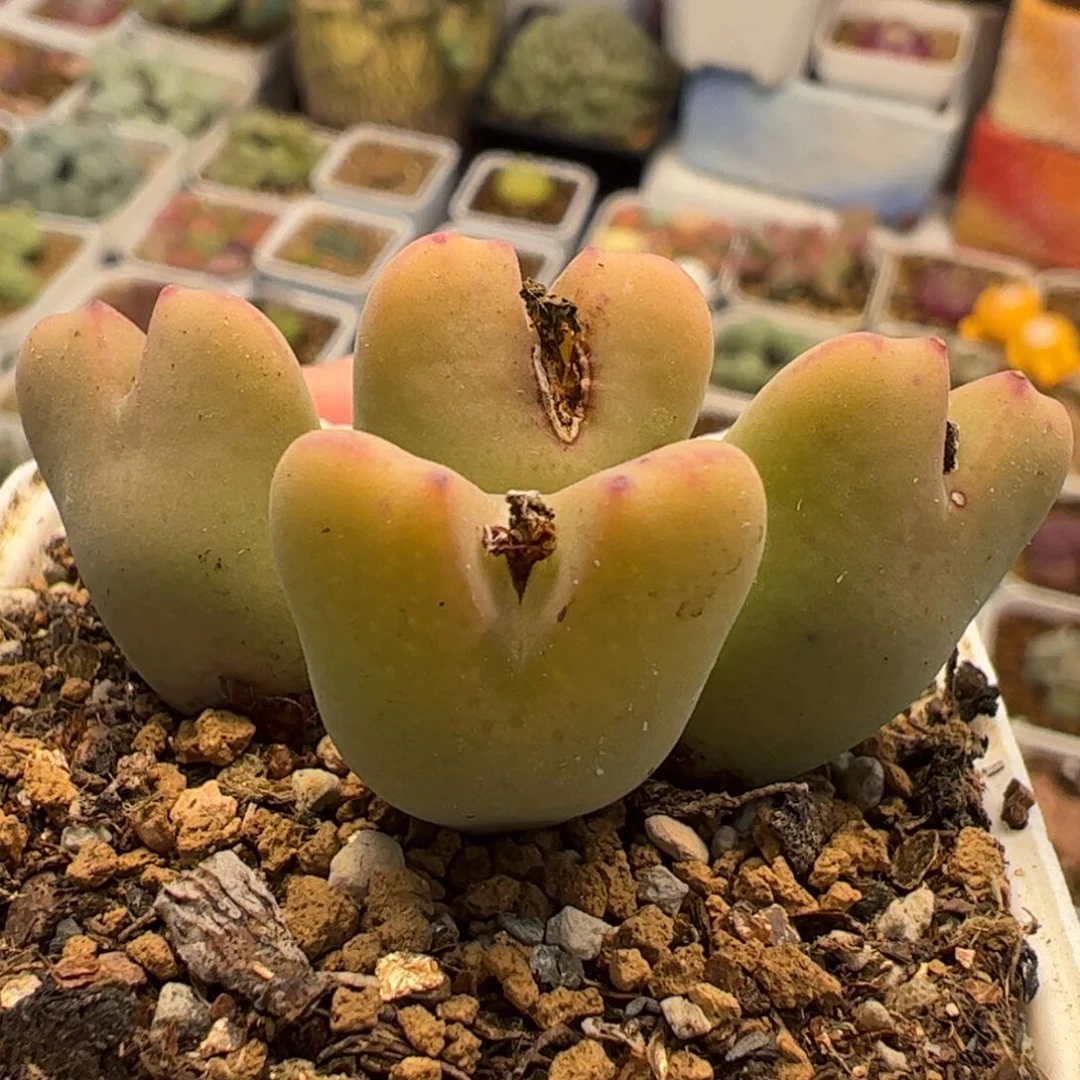 452多肉植物百科