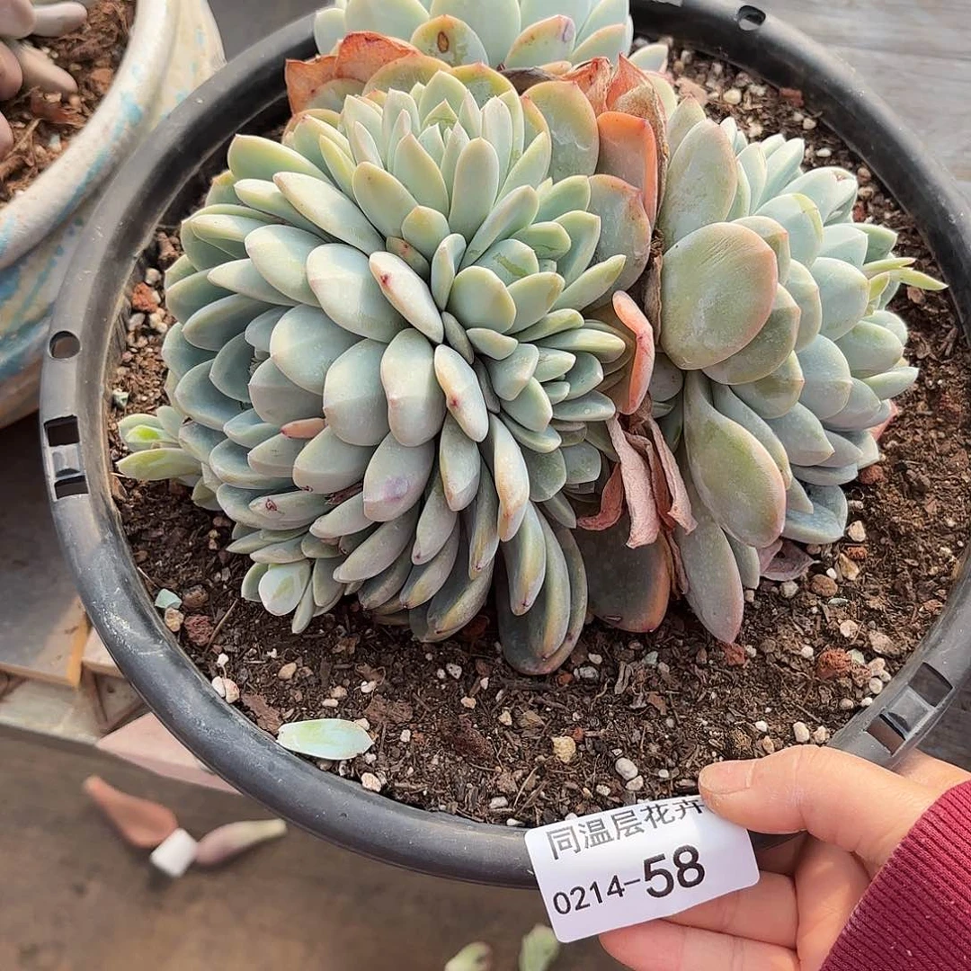 M***e同温层多肉冰玉58