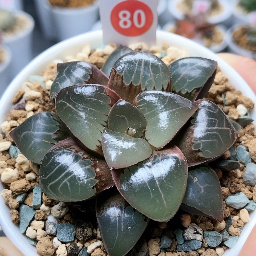 【闪购商品】80丸叶天池
