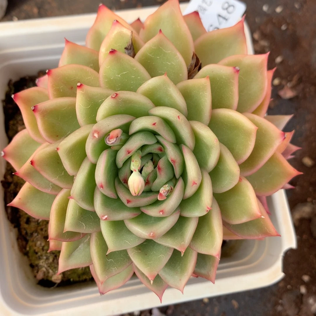 1648杂交多肉植物