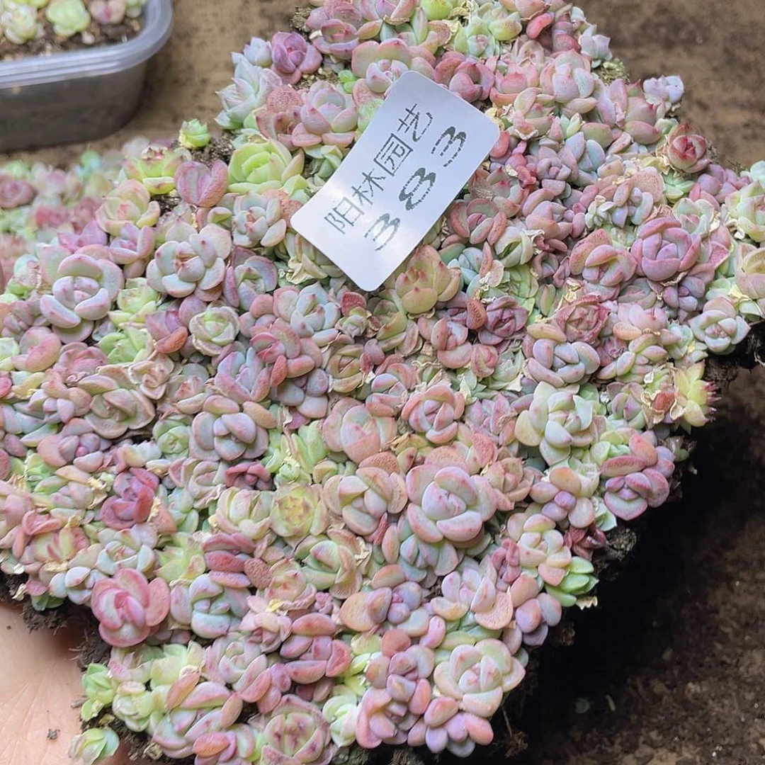 ?*哩多肉植物多肉植物383