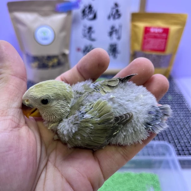 精品绿美桂母L35635-牡丹鹦鹉