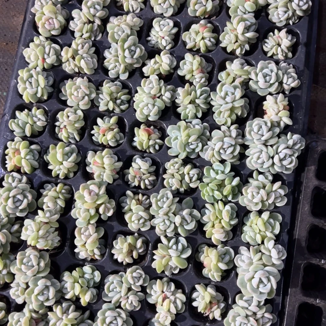白底冰玉三头群到手5颗 量拍多肉满18包邮