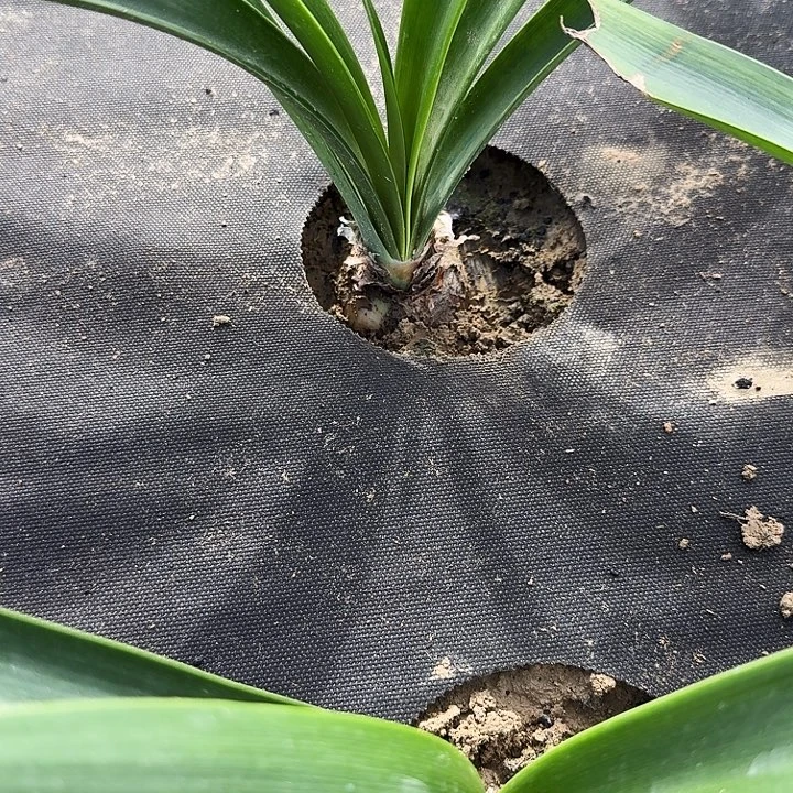 恋恋红尘朱顶红一棵