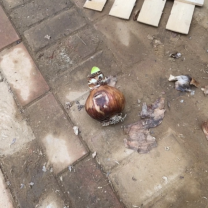 直播间花孔雀8厘米开花球一个