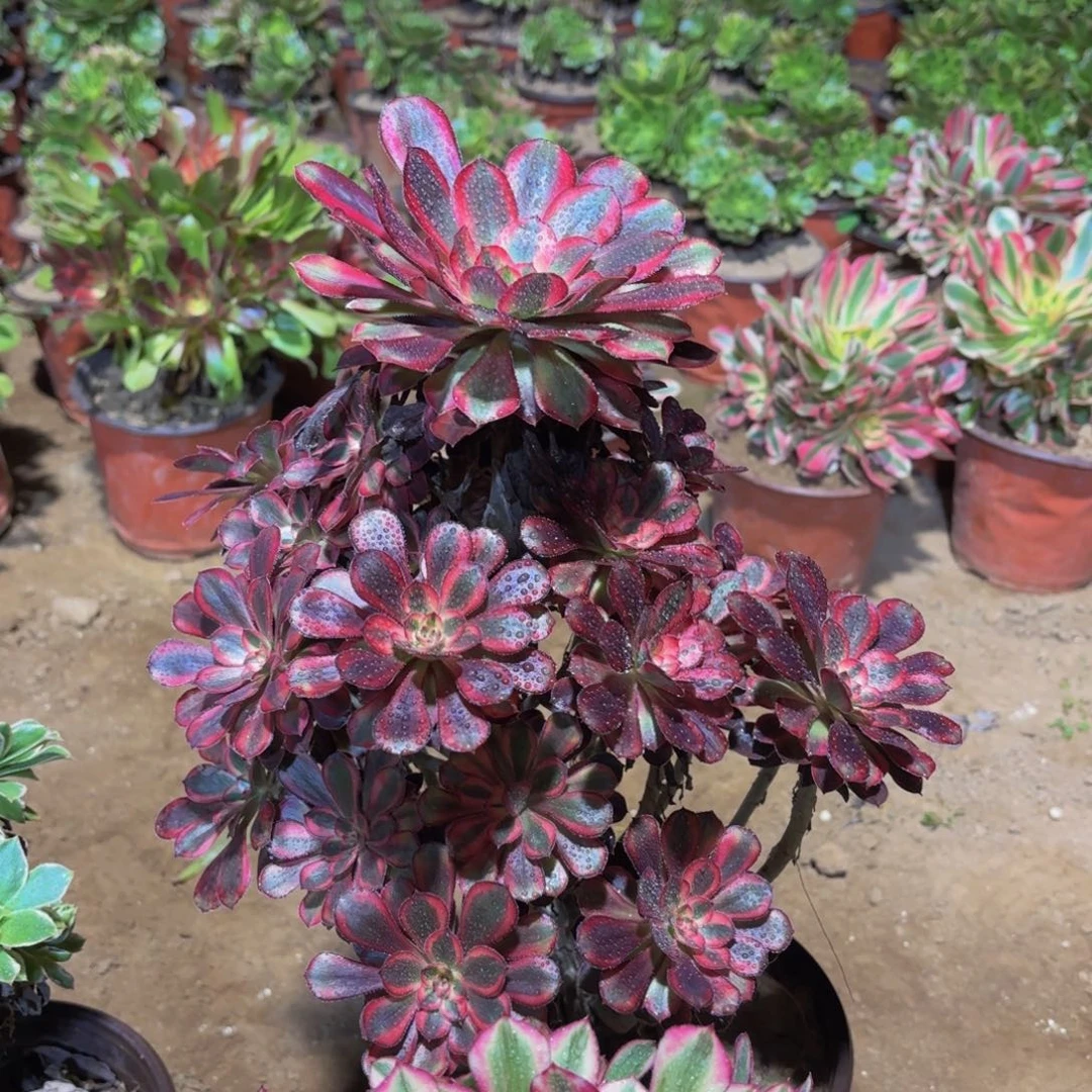 香奈儿19.8多肉植物