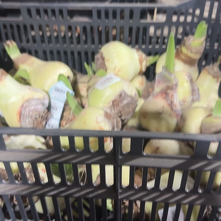 火焰黛丝大球残次球不包售后