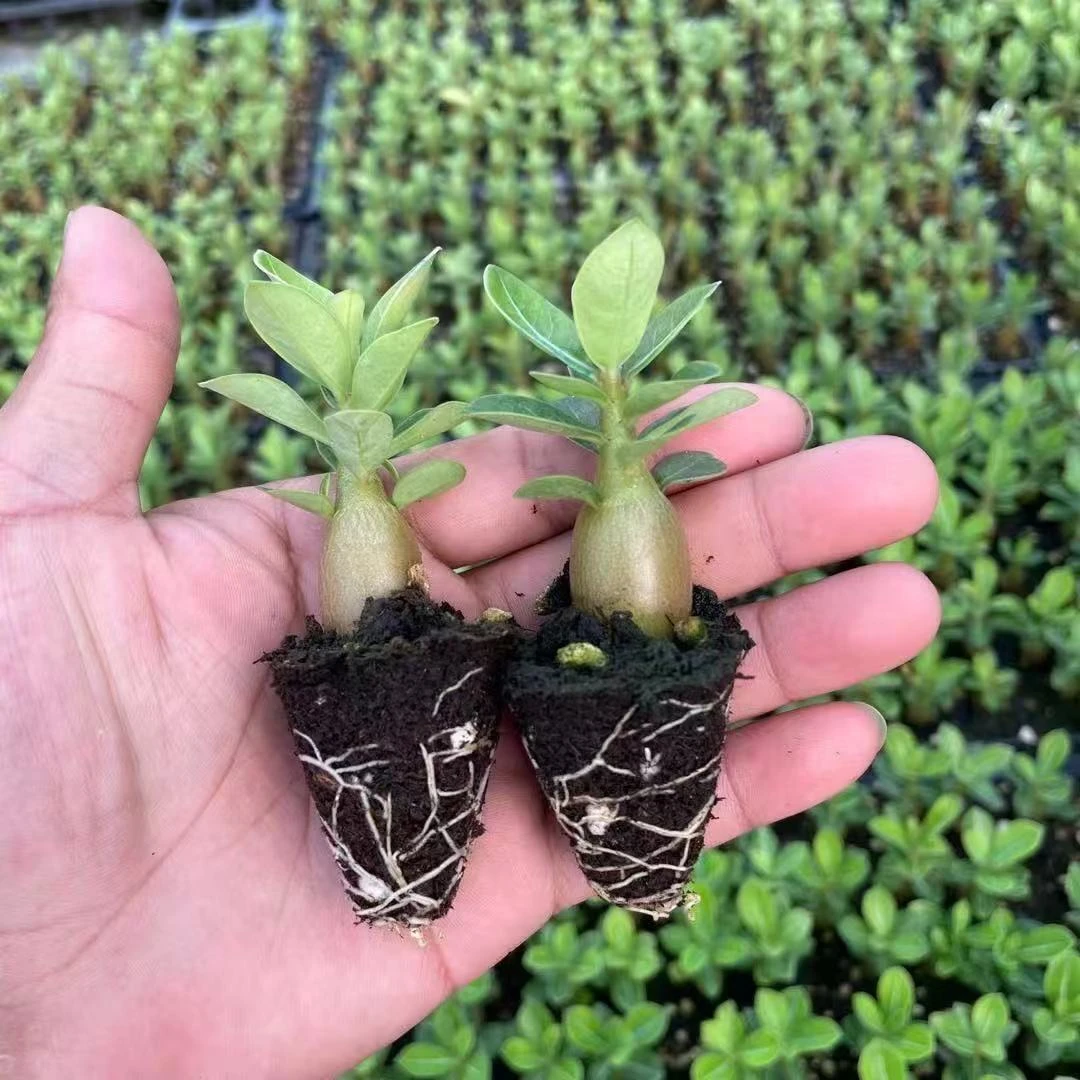 沙漠玫瑰苗 四季开花花卉耐旱好养活开花不断