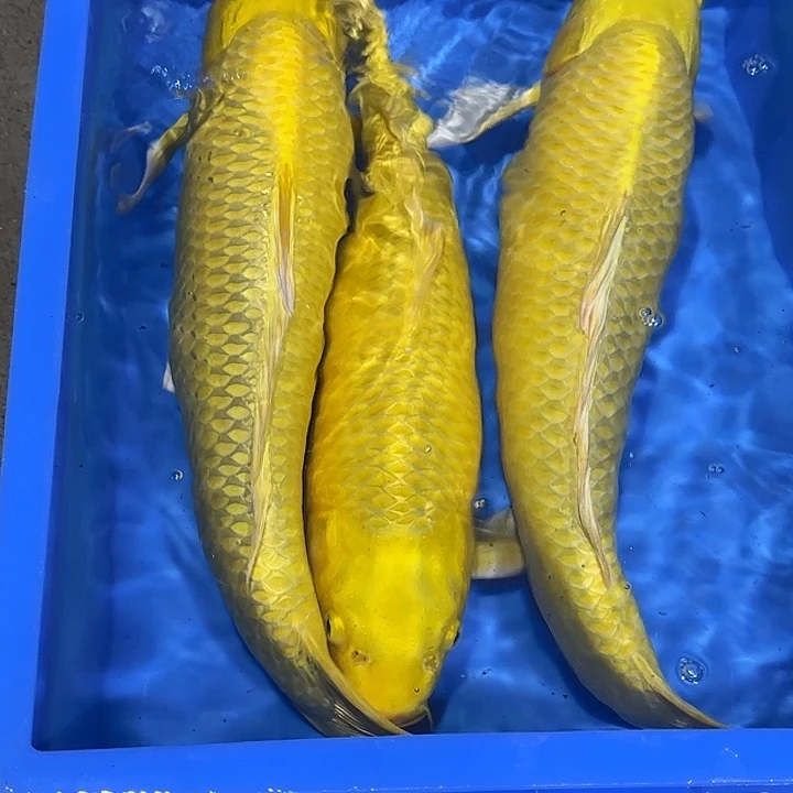 海水赤目芒果黄金