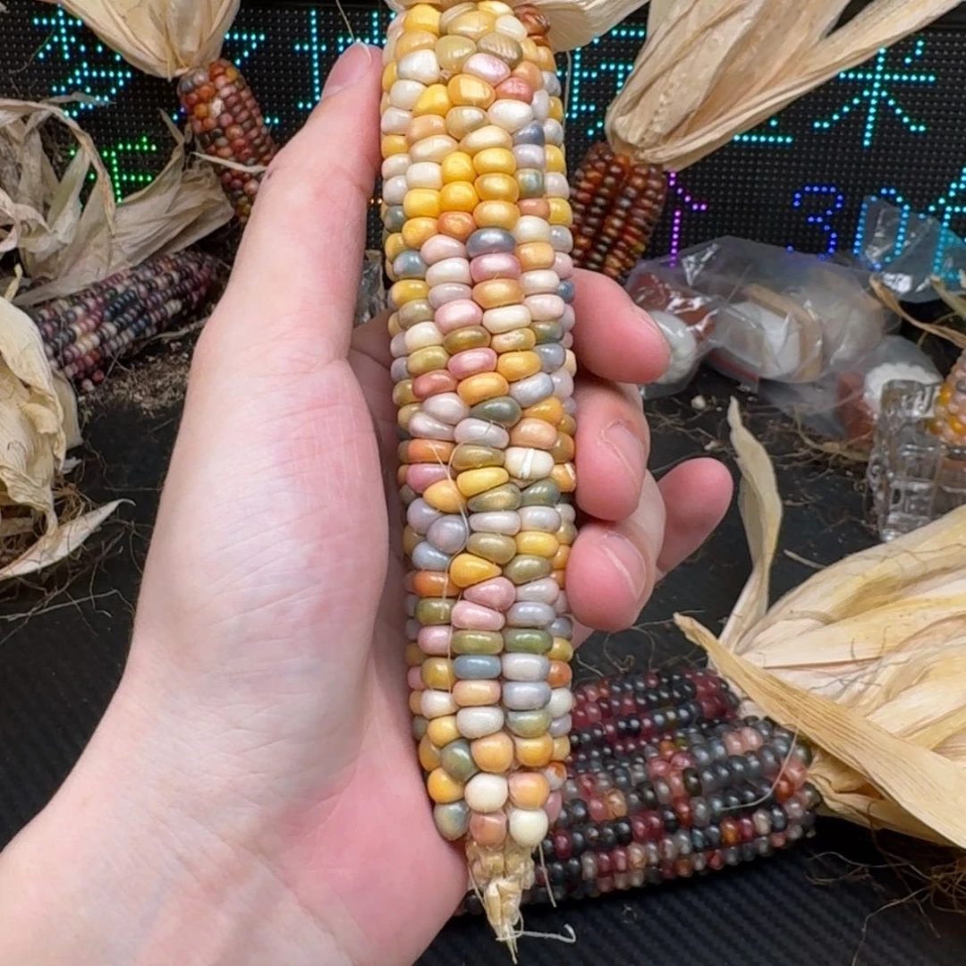 柏香籽/百香籽吊坠囍****子