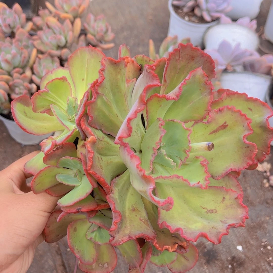 舞会红裙多头大包菜精品