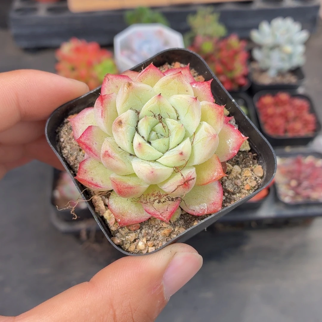 桃熏女王多肉9.9包邮发货