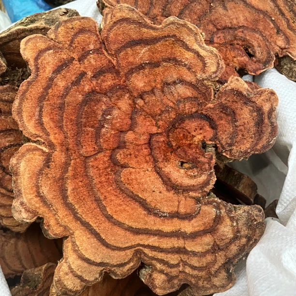 鸡血藤  云南深山边境山货鸡血藤