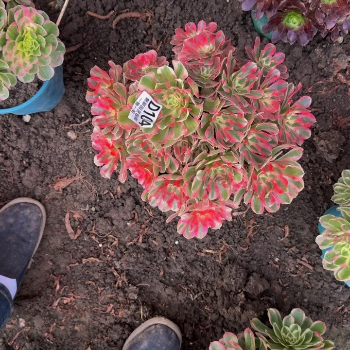 男神花花25-14包邮花花
