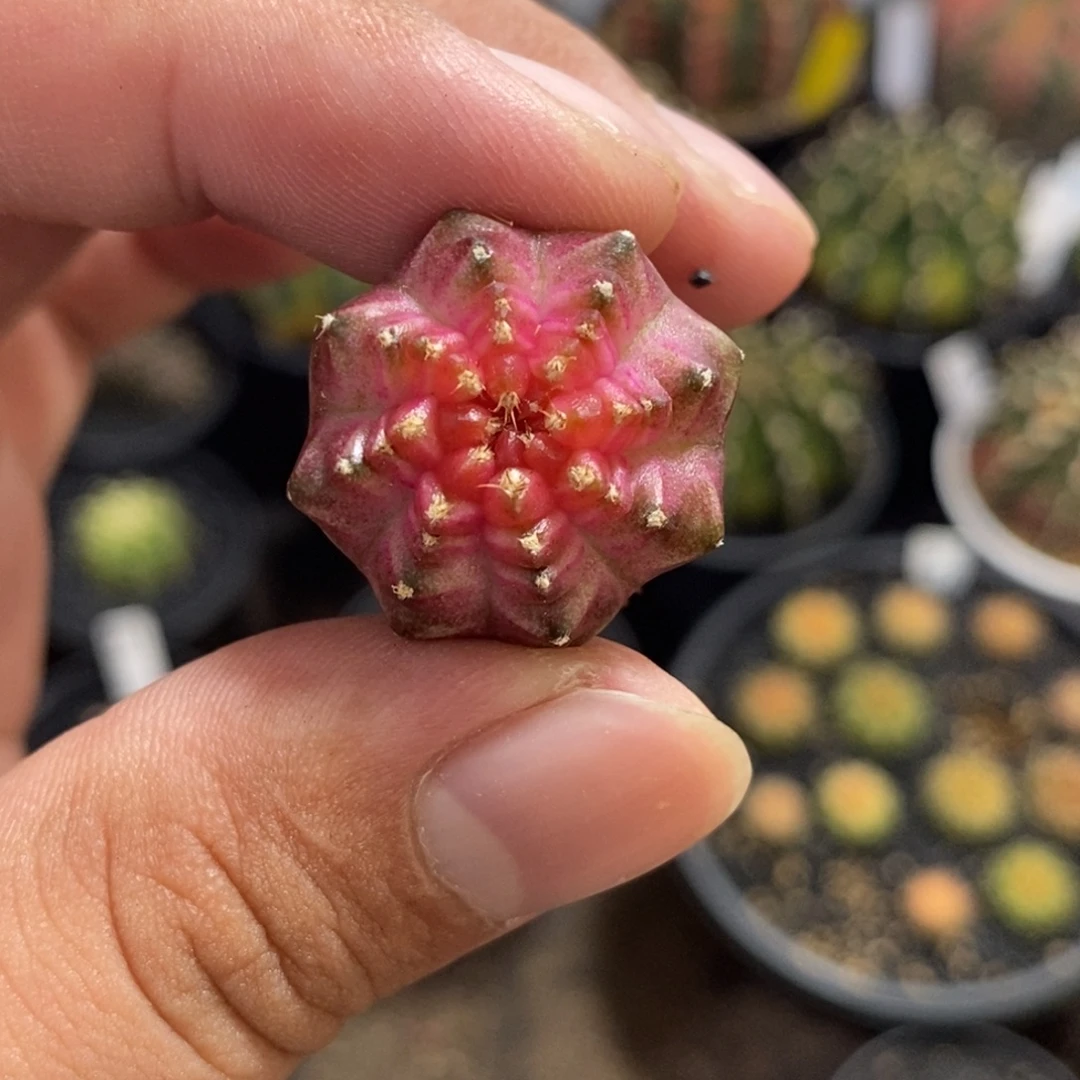 戒***戒实生轮回—脱土发货