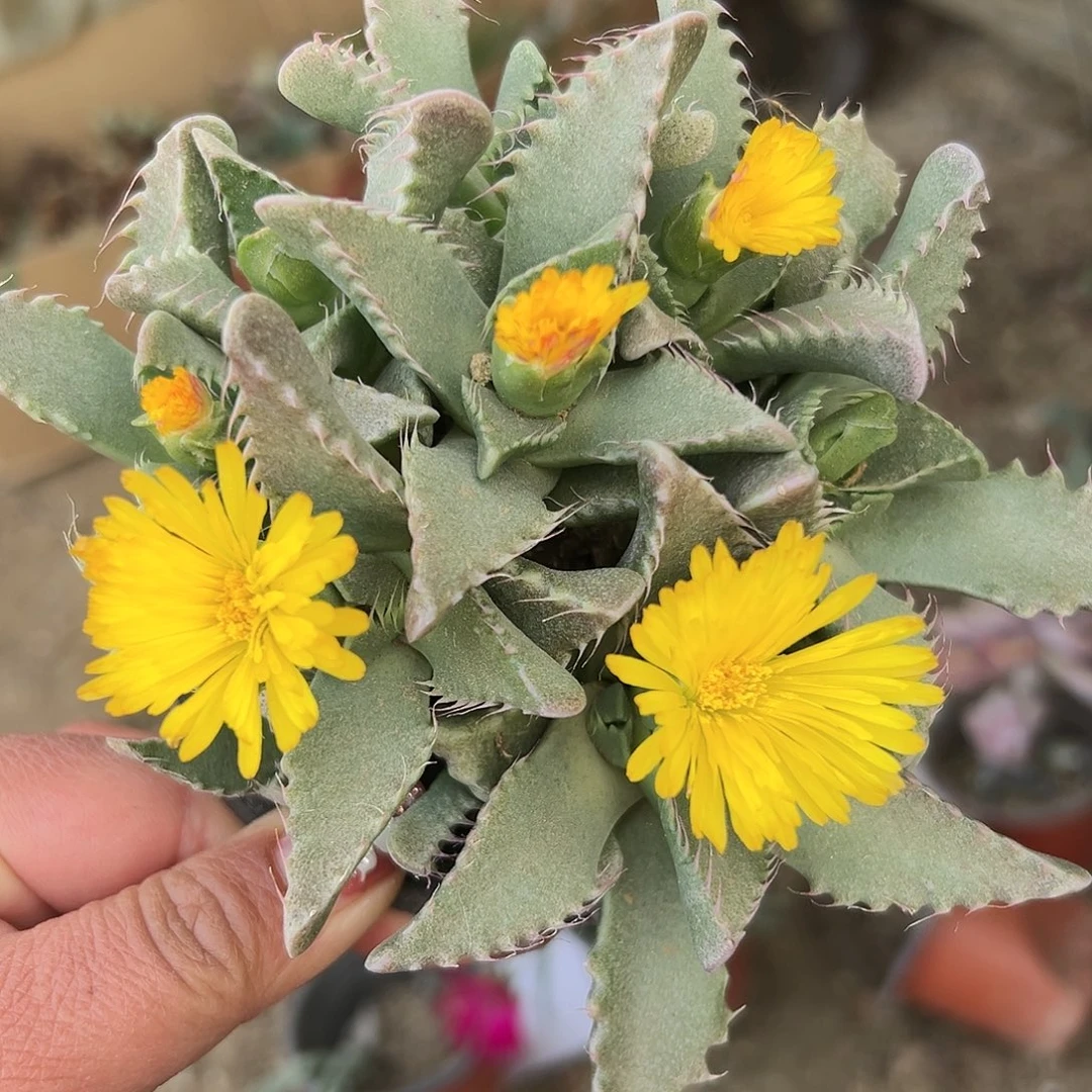 多肉植物怒涛开花
