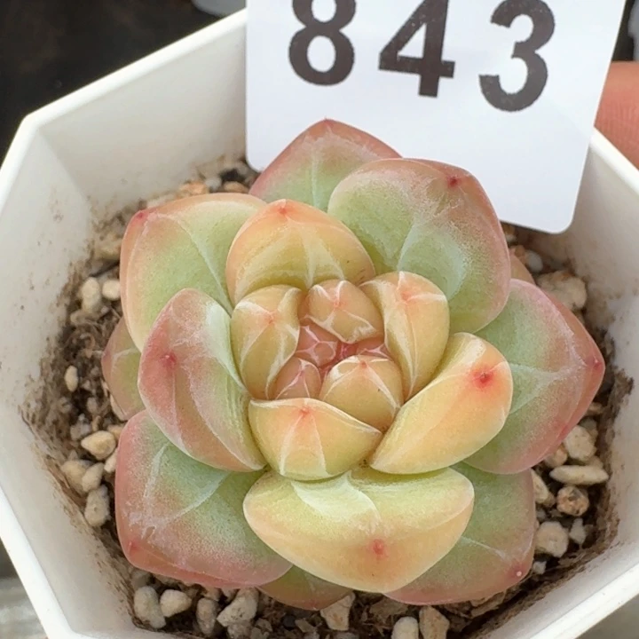 孤品捡漏  开播福利多肉植物