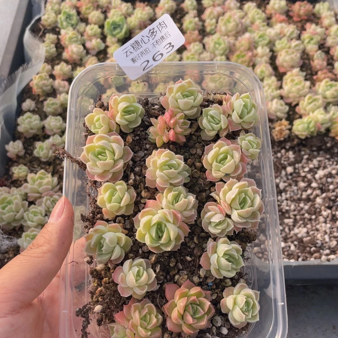 云糖心多肉植物263
