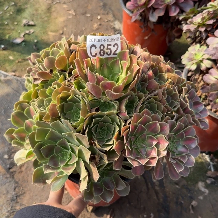 女巫中班……多肉植物……