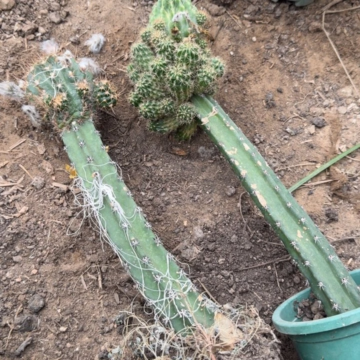 367秀普嫁接丽花斑脱土发货瘦