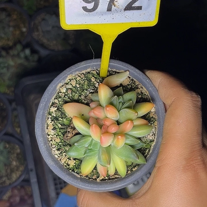 多肉植物莫吉托972