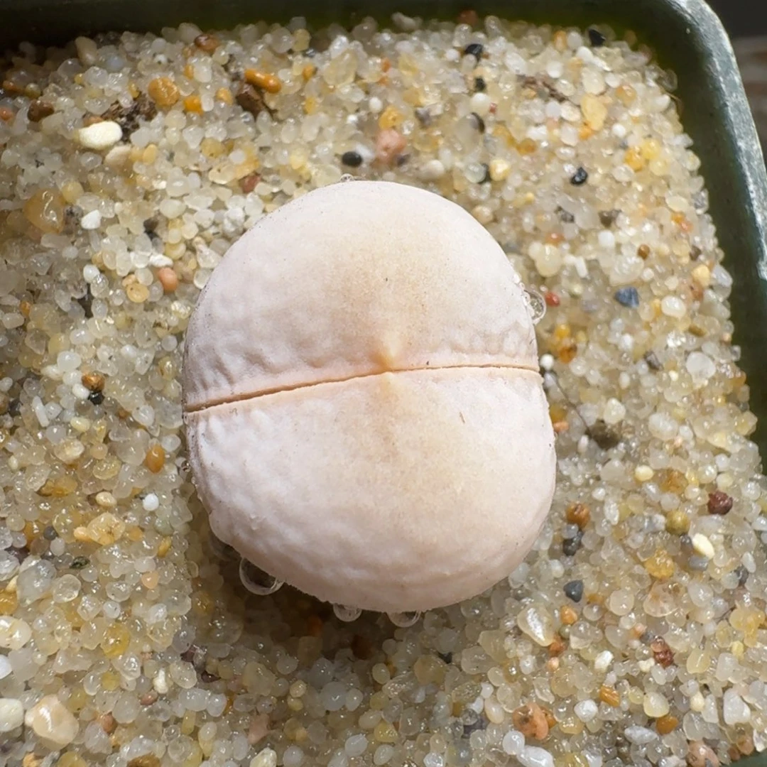 似*0203-51生石花花