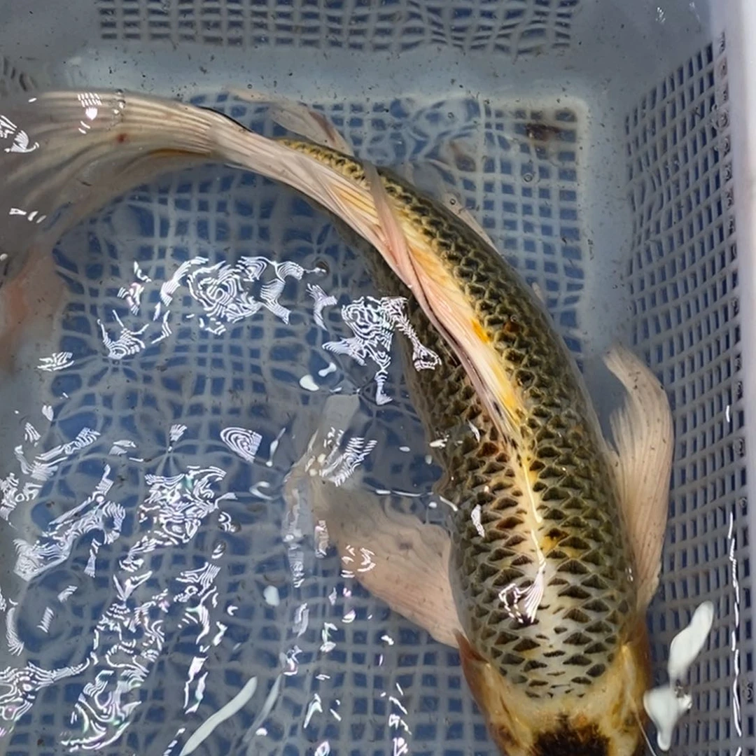 锦鲤冷水锦鲤包邮