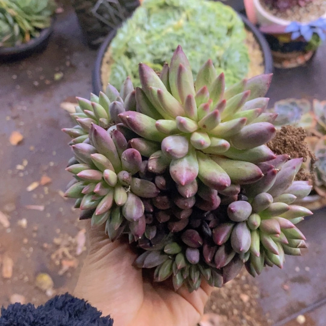 羽毛纹多肉植物植物
