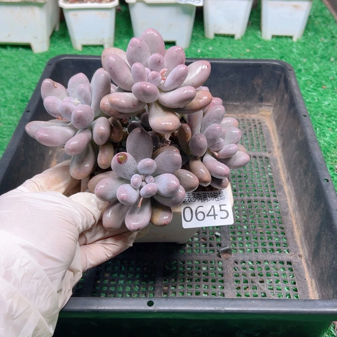 无花朵多肉一物＿拍植物0645