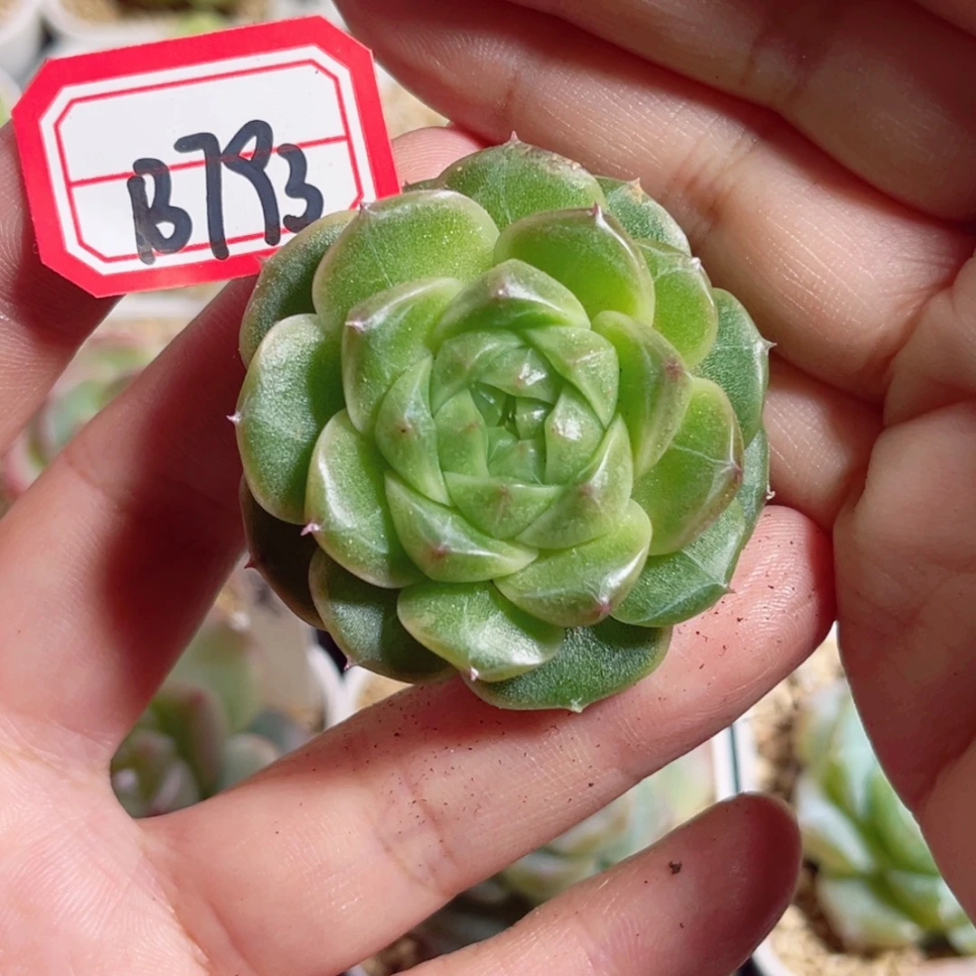B793 一物一拍 知否