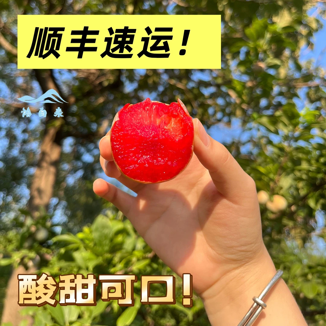 顺丰包邮许昌恐龙蛋红肉大李子八九分甜孕妇水果新鲜采摘现摘现发