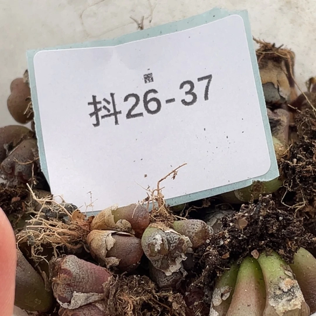 是***～26-37肉锥多肉植物