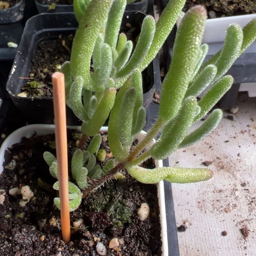 白皇后送白方55杯新品