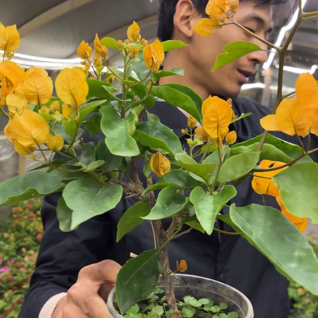完全开放（金探戈）三角梅会落花落叶苗有大有小